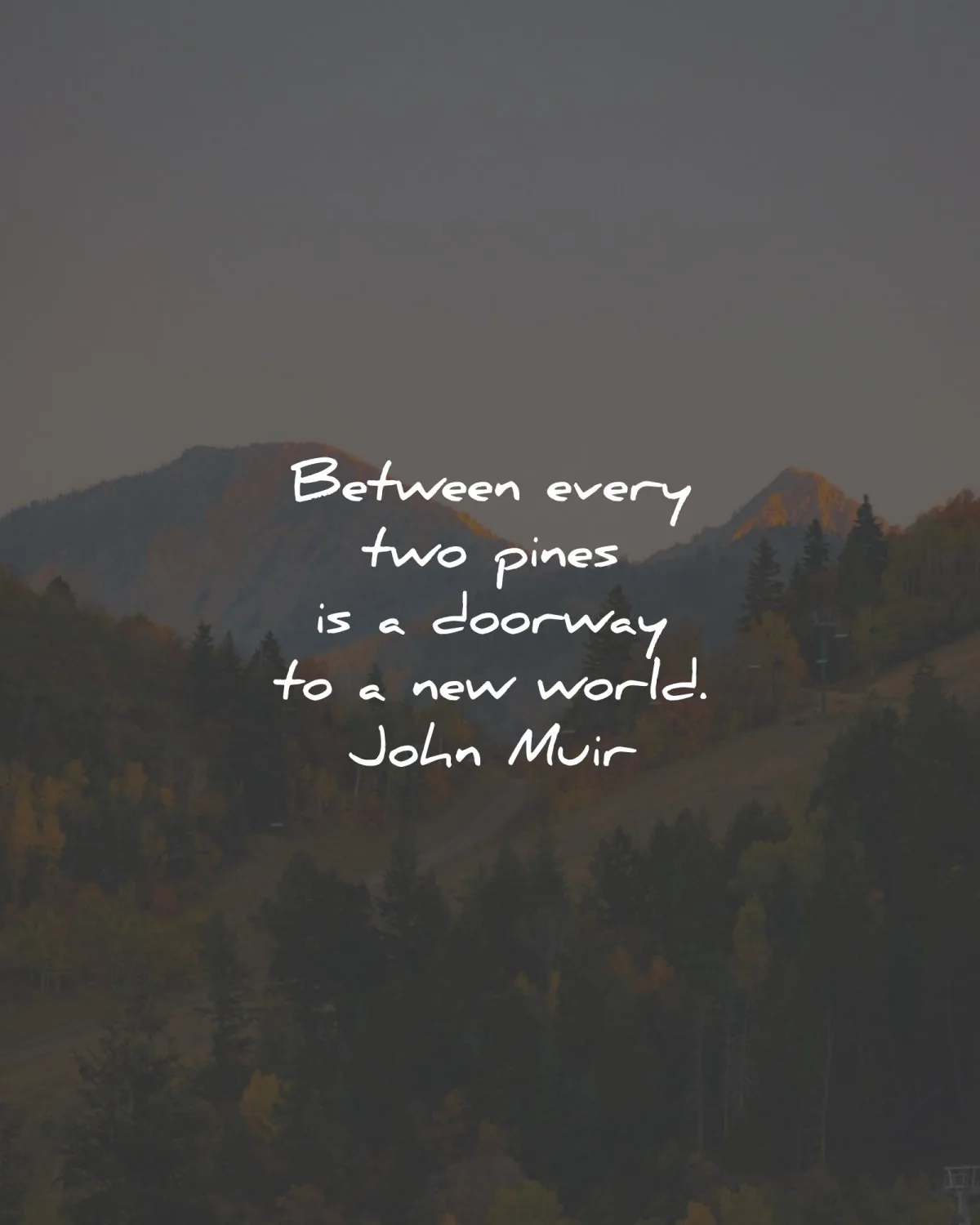 john muir quotes between every two pines wisdom