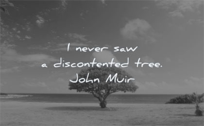 nature quotes never saw discontent tree john muir wisdom