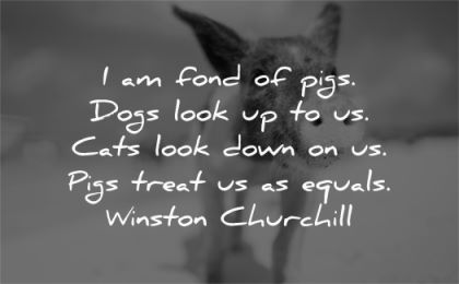 respect quotes fond pigs dogs look cats look down treat equals winston churchill wisdom