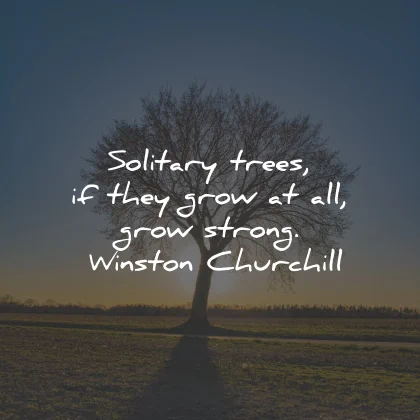 short quotes solitary trees grow strong winston churchill wisdom