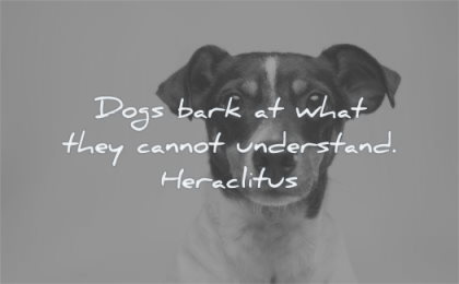 stress quotes dogs bark they cannot understand heraclitus wisdom
